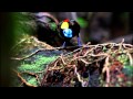 遊巴布新幾內亞拍的天堂鳥影片