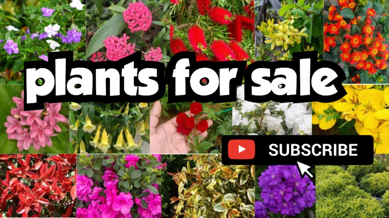 plants for sale||sera's gardens||22-11-24