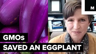 GMOs and the Bangladeshi eggplant