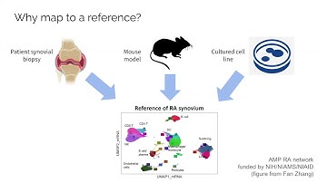Joyce Kang: Efficient and precise single-cell reference atlas mapping with Symphony (5-min SciTalk)