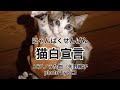 猫白宣言〜にゃんぱくせんげん〜 矢野絢子