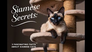 Siamese Secrets  3 Fascinating Facts