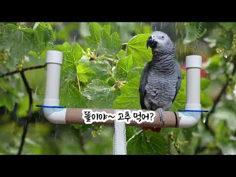 산불 조심하세요~<strong>앵무새</strong> 연구대상똘이