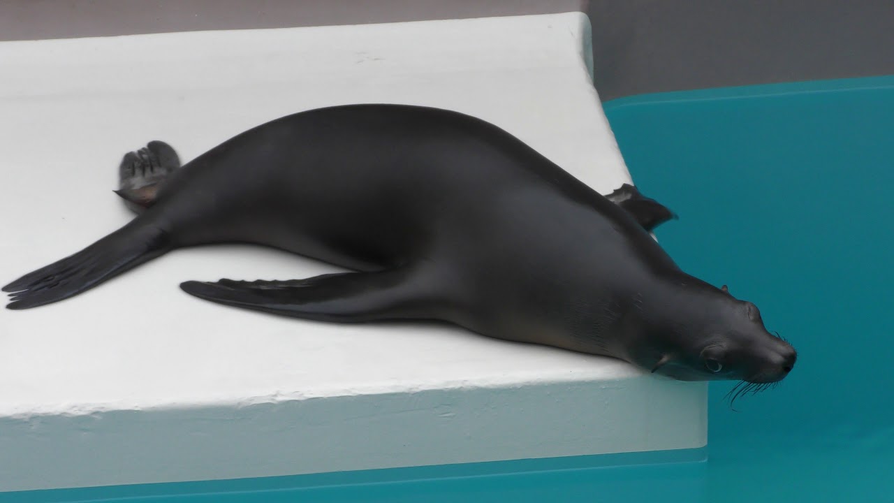 California sea lion (Aqua world Oarai, Ibaraki, Japan) October 21