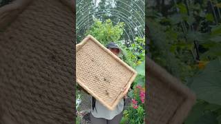 BIG GARDEN HARVEST #garden #vegetablegardening #gardeningtips