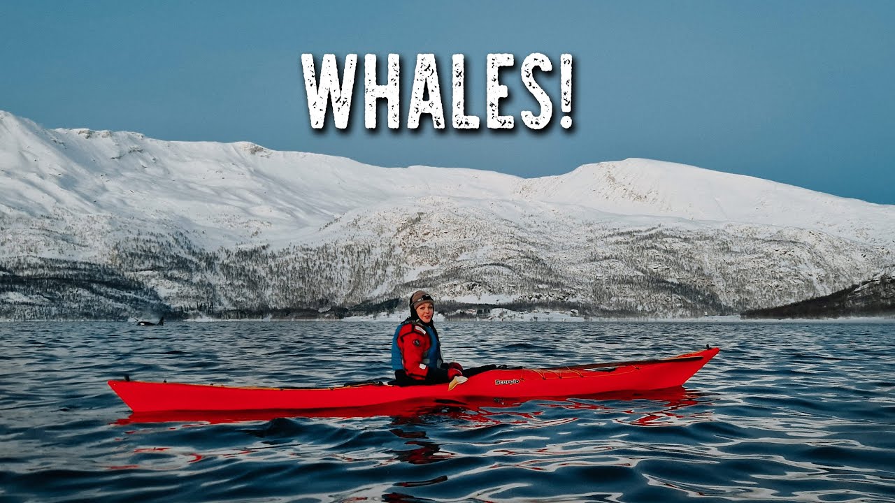A rare winter encounter when arctic kayaking in Northern Norway