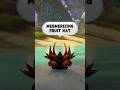 Mesmerizing Fruit Hat | WoW Fun Fact Friday