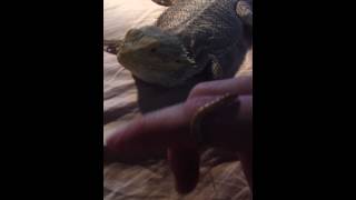 Bearded dragon eating worm