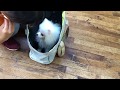 ポメラニアンの”ももちゃん”と”かばんに入る練習”をしました！