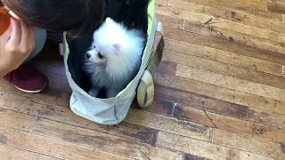 ポメラニアンの”ももちゃん”と”かばんに入る練習”をしました！