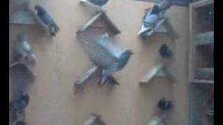 Tiplrat E Agron-Dfu.germani. Numr 3