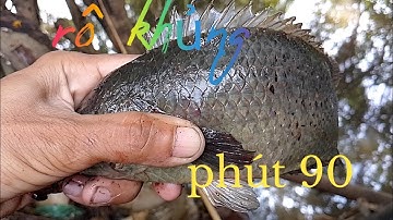 Câu Cá Rô Đồng/mùa nước nổi,giật run tay bừng bựt phút 90#tanhungmientay #cauca