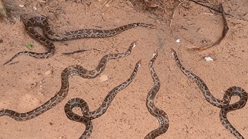 PYTHON SNAKE SAFELY RELEASE TO A LAGOON IN SRI LANKA | Pythons 101 | CEYLON TURTLE TALES