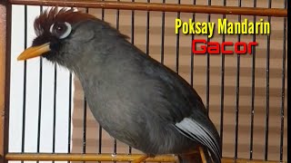 Suara Khas Poksay Mandarin agar Poksay Nyaut dan Gacor