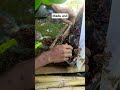 Madu asli lebah trigona | Kelulut #lomboknganggur
