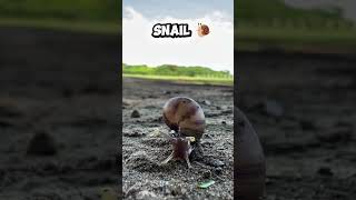 Snail 3 साल तक सोता है 😱