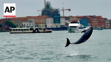 Dolphin refuses to leave St. Mark’s Basin in Venice despite injury