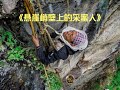尼泊爾懸崖峭壁上的采蜜人,僅靠一根藤曼攀就敢爬近百米的懸崖 #尼泊尔采蜜,悬崖攀爬,极限生存