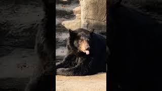 American Black Bear Sun Bathing 🐻