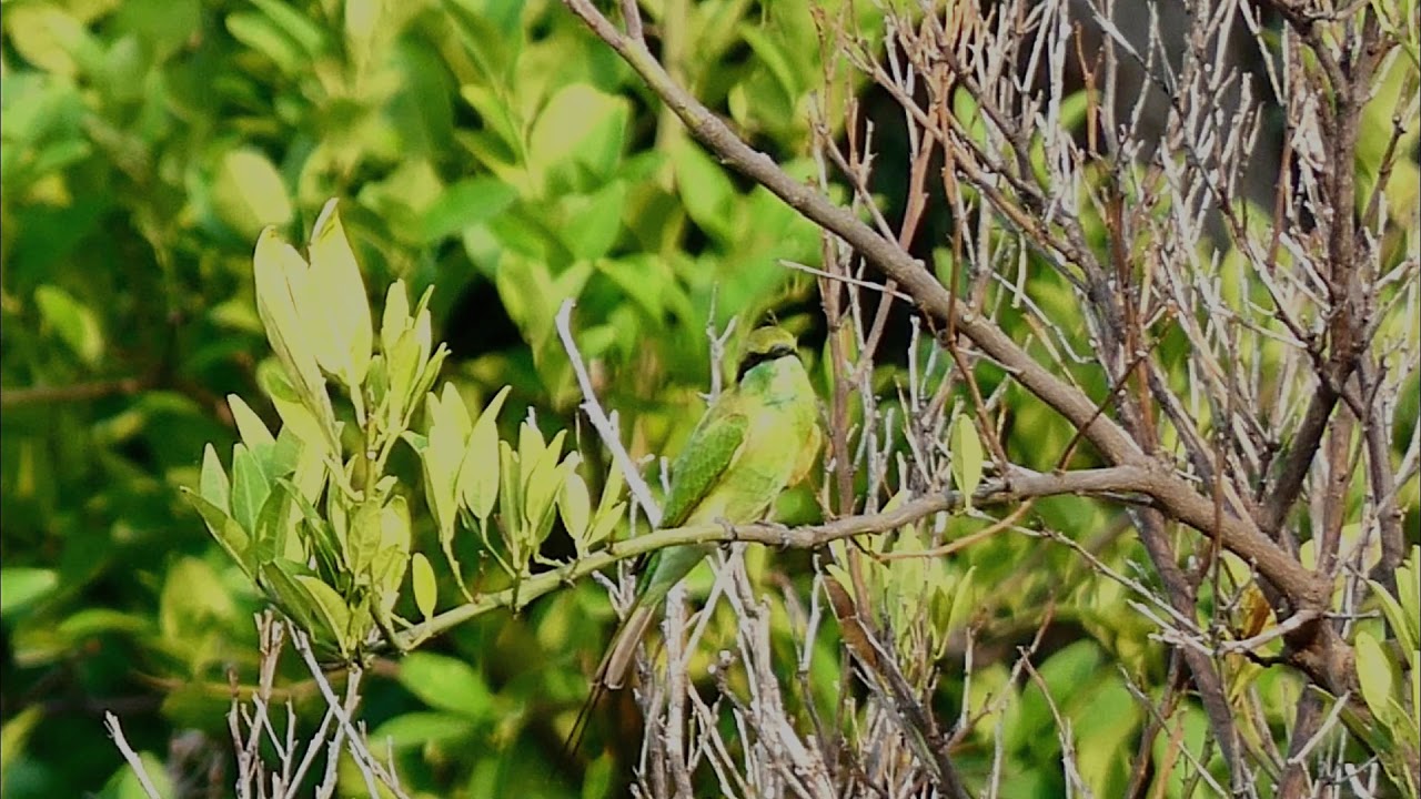 Blue Cheeked Bee Eater in Kanhatti Garden at Soan Sakesar
