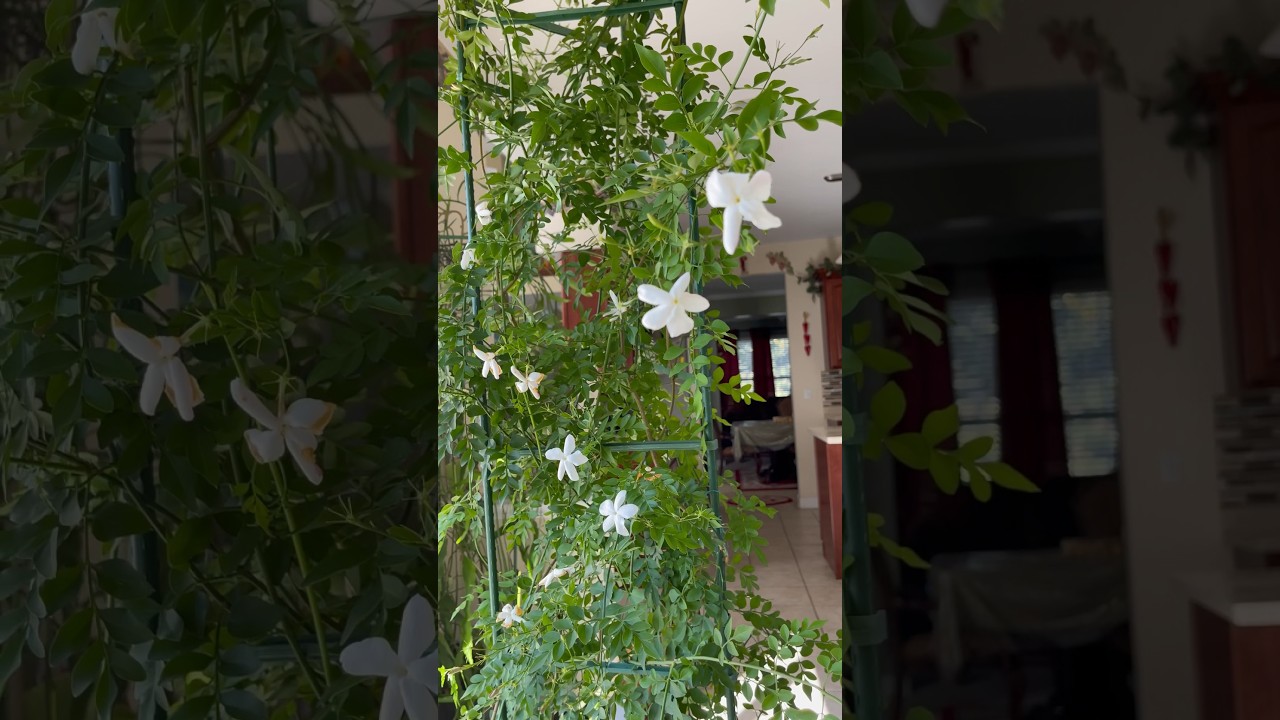 Indoor Jasmine flower 
