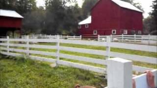Pigs Eating Apples