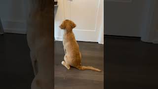 If this isn’t puppy love, I don’t know what is 🥺 #goldenretrieverpuppy #doglove #shorts