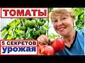 Как повысить урожай на ТОМАТАХ и профилактика заболеваний