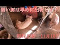 足が悪いのは仕方ない　肉豚出荷　11月18日