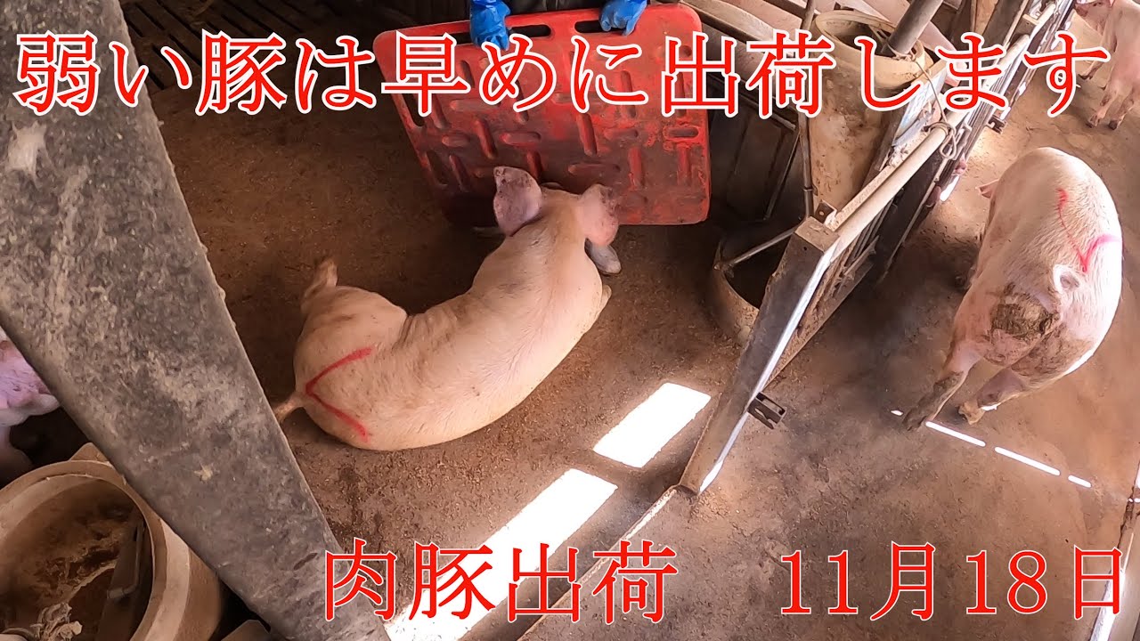 足が悪いのは仕方ない　肉豚出荷　11月18日