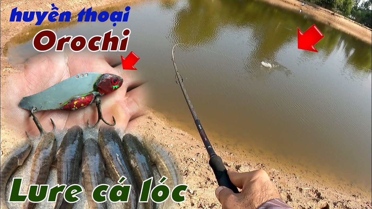 Câu Lure Cá Lóc ✅ Cá Sắt Orochi Con Mồi Lure Cá Lóc Siêu Nhạy Mùa Nắng | Tâm Râu Vlog #290