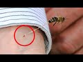 Почему пчелы умирают после укуса? Невероятные факты об этих насекомых.