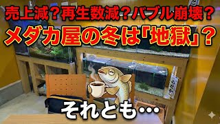 メダカ屋にとって冬は地獄?いいえ、実は「天国」です【媛めだか】