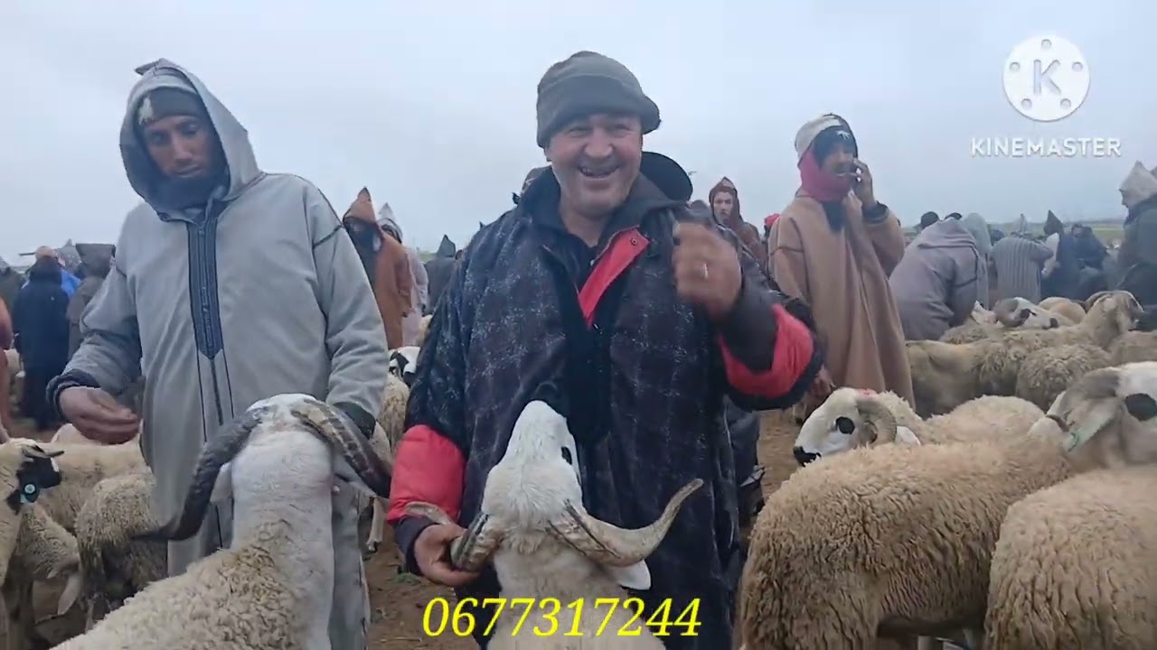 ارتفاع صاروخي في اثمنة الحولي و الحولية قبل عيد أضحى بشهرين #مالسبب