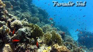 Tauchen in Ägypten, Rotes Meer, Hurghada September 2014 - Diving in the Red Sea - Egypt
