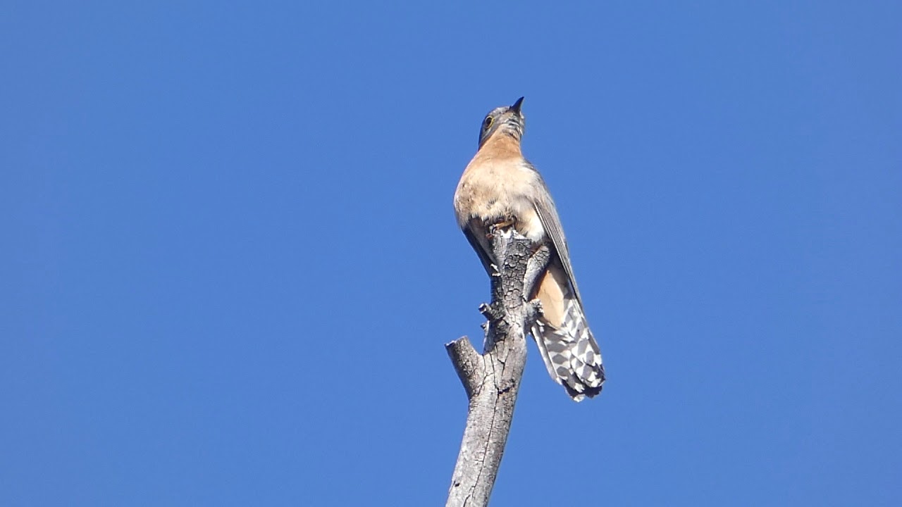 Fan-tailed Cuckoo calling from treetop [Cacomantis flabelliformis] HD