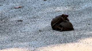 Terrapene carolina (Three-toed Box Turtle) mating in Missouri (2 of 2)