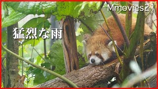 レッサーパンダ　セイタの雨宿り Red Panda in heavy rain