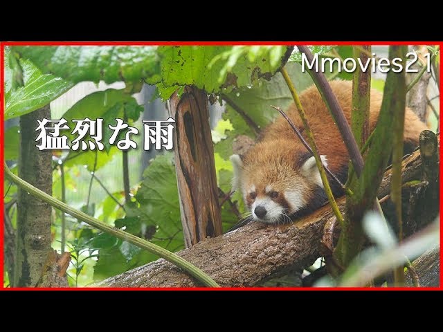 レッサーパンダ セイタの雨宿り Red Panda in heavy rain - YouTube