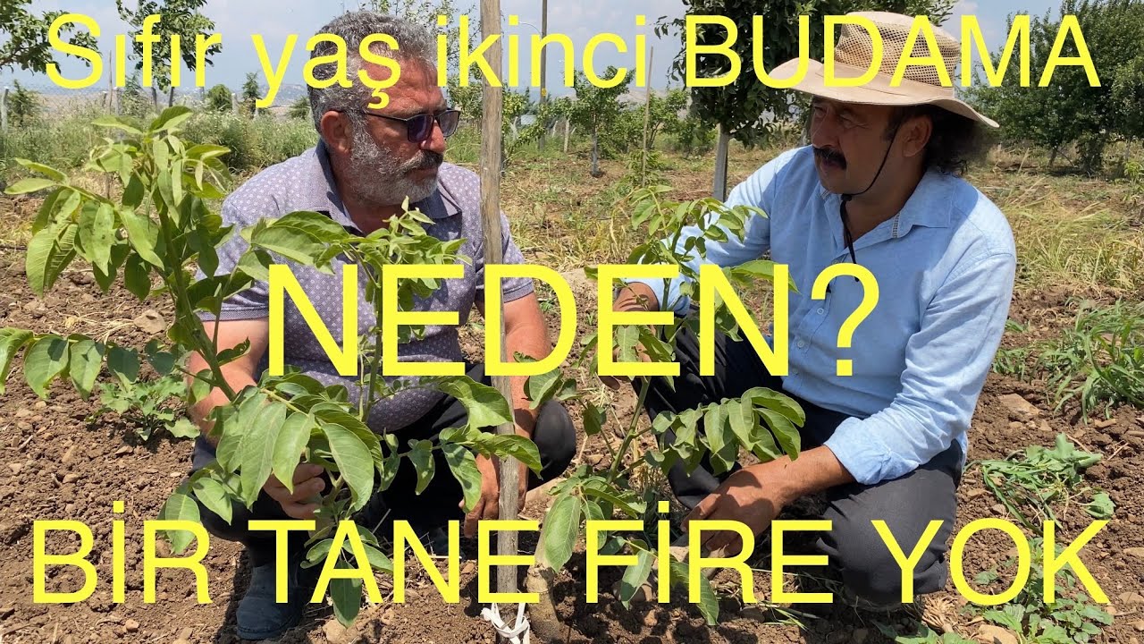 SIFIR YAŞ İKİNCİ BUDAMA NASIL YAPILMALI? Cevizadam farkıyla. Ceviz Adam Ahmet