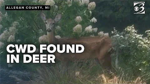Michigan DNR confirms first case of CWD in wild deer in Allegan County