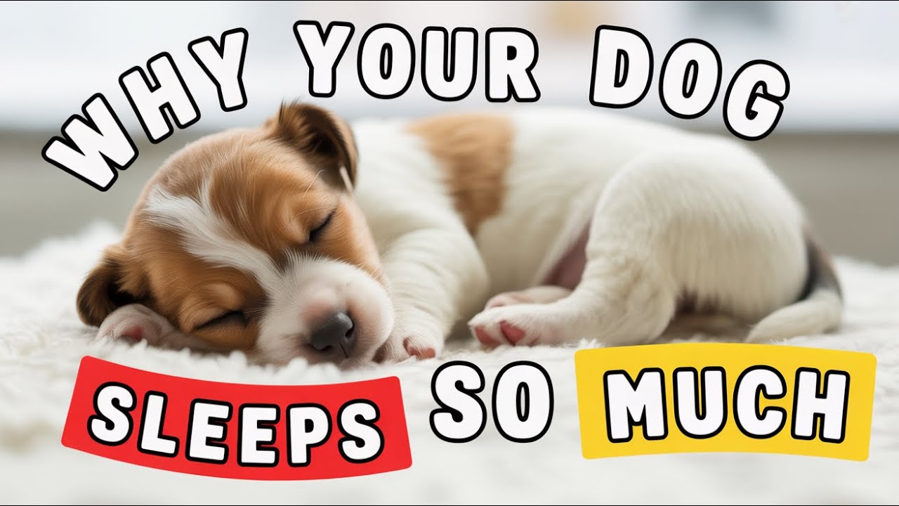 Why Does Your Dog Sleep ALL Day Shocking Truth Revealed! 🐶💤