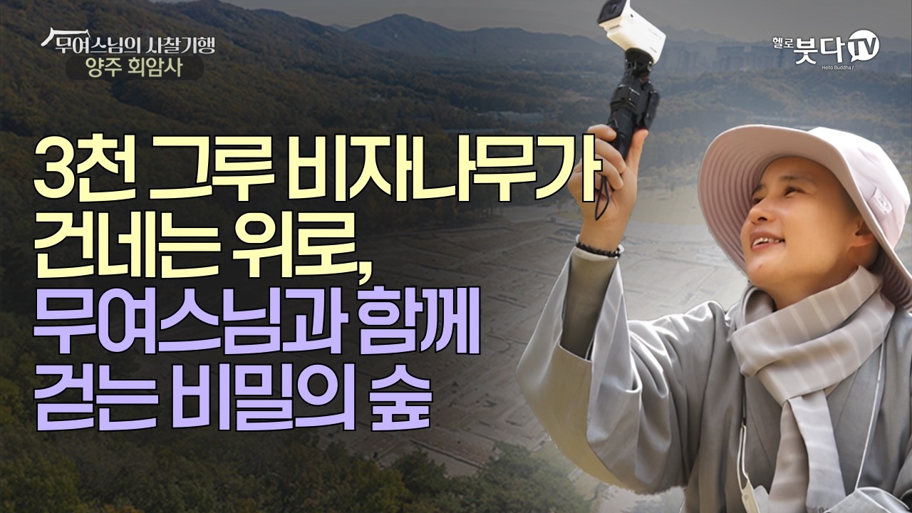 3천 그루 비자나무가 건네는 위로, 무여스님과 함께 걷는 비밀의 숲 | 힐링 여행 사찰 전라남도 고흥 비자나무 | 무여스님의 사찰기행 3회 '전남 고흥 금탑사'