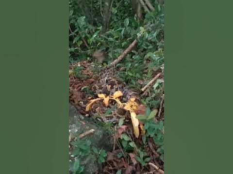 #Python eating cat - YouTube