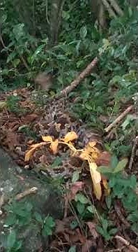 #Python eating cat - YouTube