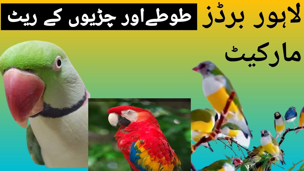 Lahore Sunday Birds Market New Update Price🤔 Best Birds Market