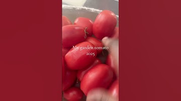 Extreme Tomato Gardening - 2025 Update