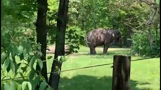 Bronx Zoo’s Wild Asia Monorail, May 2019