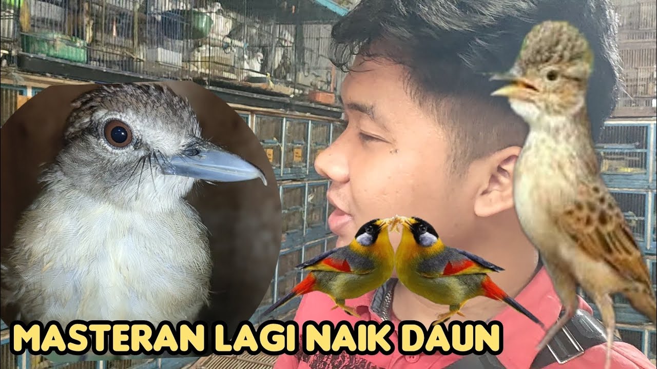 DULU GAK LAKU BURUNG INI SEKARANG HARGANYA RATUSAN RIBU