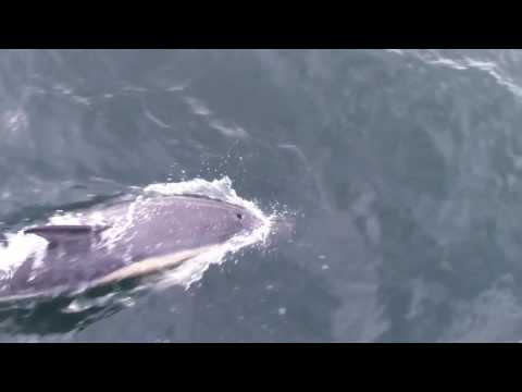Video: En Unik Hvid Delfin Blev Fundet I Brasilien - Alternativ Visning